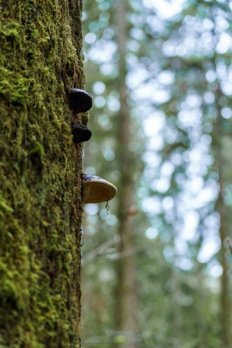 13800 236 Street, Maple Ridge, BC 