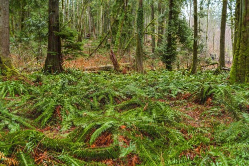 13800 236 Street, Maple Ridge, BC 