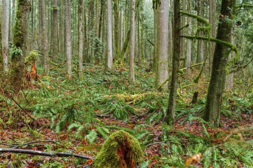 13800 236 Street, Maple Ridge, BC 