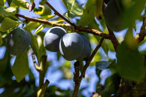 11819 230 Street, Maple Ridge, BC 