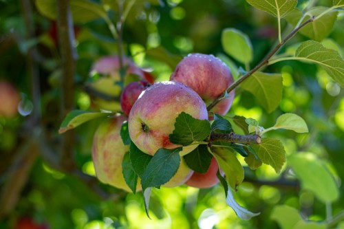 11819 230 Street, Maple Ridge, BC 