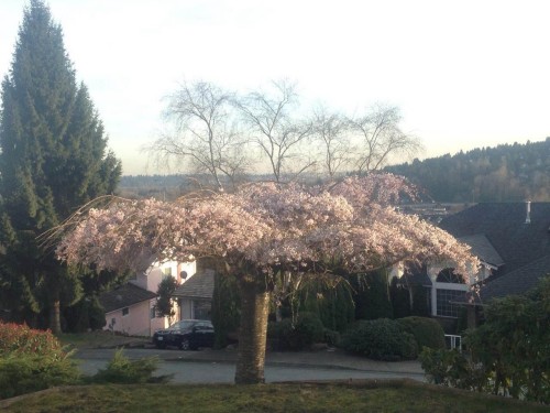 2825 Nash Drive, Coquitlam, BC 