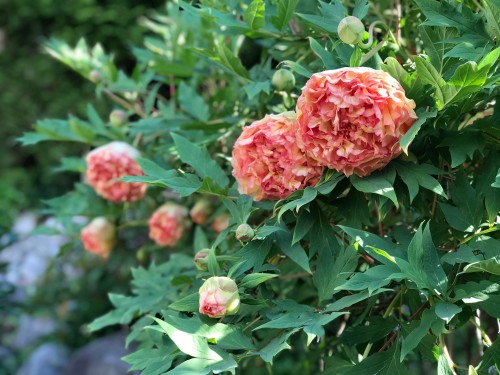 2825 Nash Drive, Coquitlam, BC 