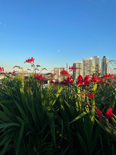 603-7777 Cambie Street, Vancouver, BC 