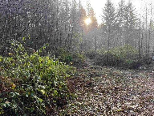 1594 Cemetery Road, Gibsons, BC 