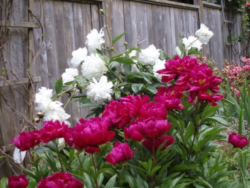 1498 Chamberlain Drive, North Vancouver, BC 