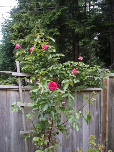 1498 Chamberlain Drive, North Vancouver, BC 