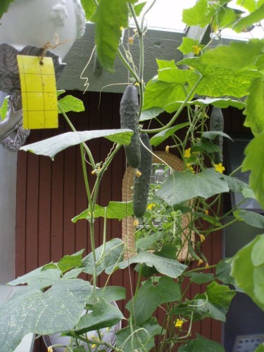 1498 Chamberlain Drive, North Vancouver, BC 