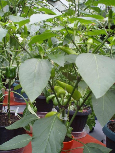 1498 Chamberlain Drive, North Vancouver, BC 