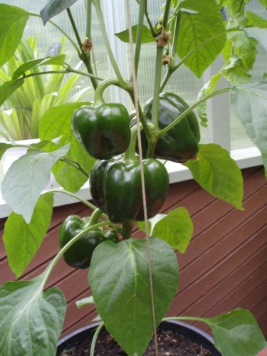 1498 Chamberlain Drive, North Vancouver, BC 