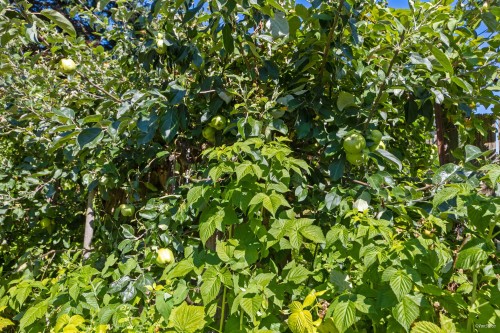 1115 Lenora Road, Bowen Island, BC 