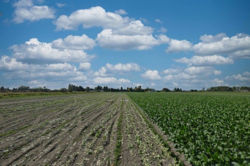 12900 Gilbert Road, Richmond, BC 