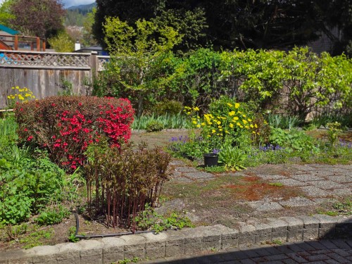 1273 Lynwood Avenue, Port Coquitlam, BC 