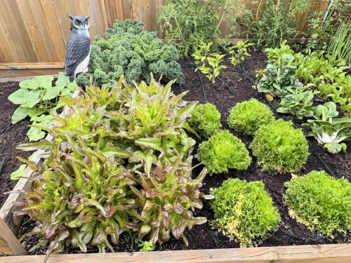 12437 202 Street, Maple Ridge, BC 