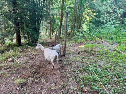 10160 Rolley Crescent, Maple Ridge, BC 