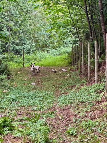 10160 Rolley Crescent, Maple Ridge, BC 