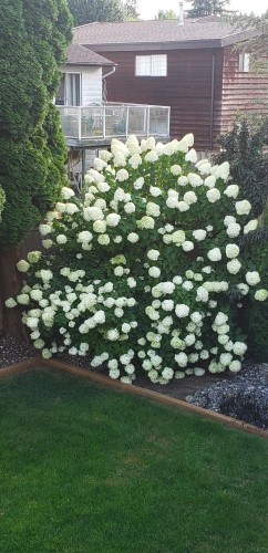 954 Lincoln Avenue, Port Coquitlam, BC 