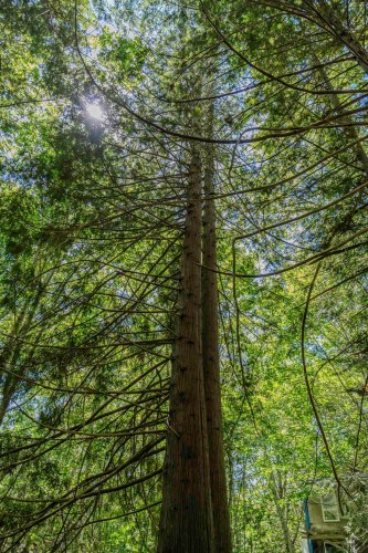 12882 Stone Road, Pender Harbour, BC 