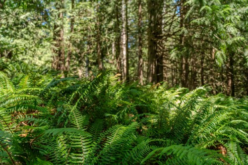 12882 Stone Road, Pender Harbour, BC 