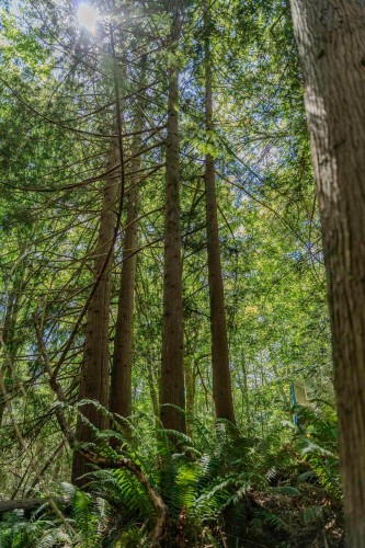 12882 Stone Road, Pender Harbour, BC 