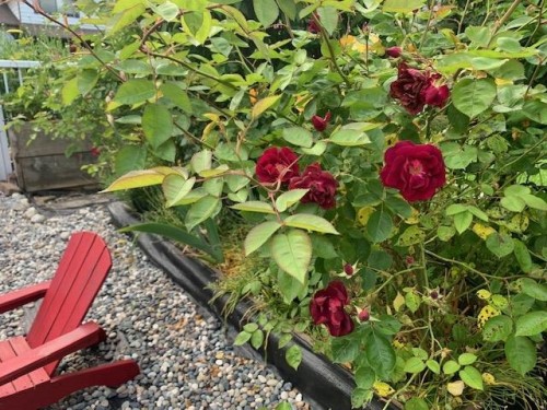 1171 Creekside Drive, Coquitlam, BC 