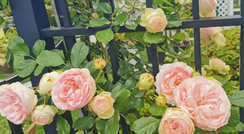 6593 Lochdale Street, Burnaby, BC 