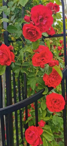 6593 Lochdale Street, Burnaby, BC 