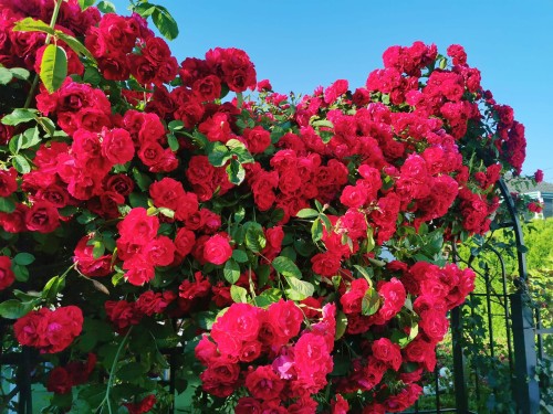 6593 Lochdale Street, Burnaby, BC 