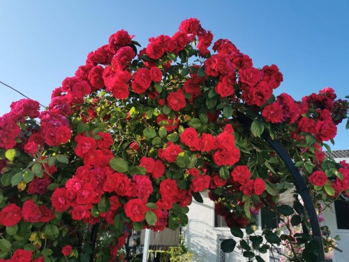 6593 Lochdale Street, Burnaby, BC 