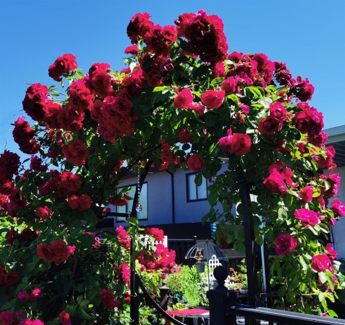 6593 Lochdale Street, Burnaby, BC 