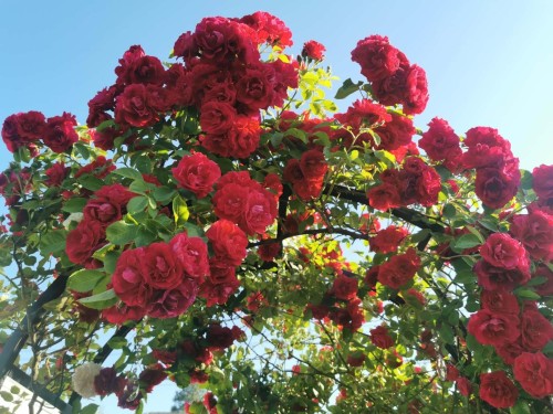 6593 Lochdale Street, Burnaby, BC 