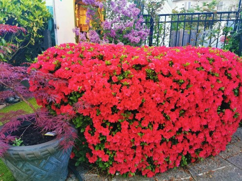 6593 Lochdale Street, Burnaby, BC 