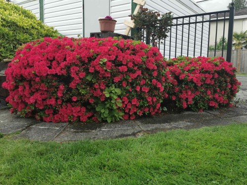 6593 Lochdale Street, Burnaby, BC 