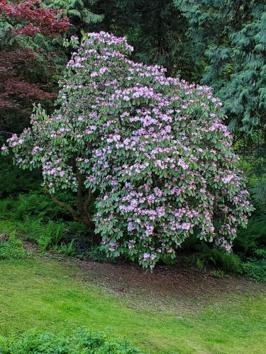 25855 112 Avenue, Maple Ridge, BC 