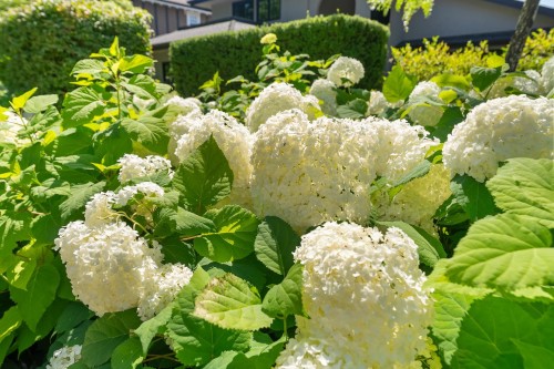 2496 36Th Avenue W, Vancouver, BC 