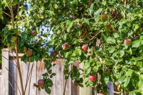 2317 Como Lake Avenue, Coquitlam, BC 