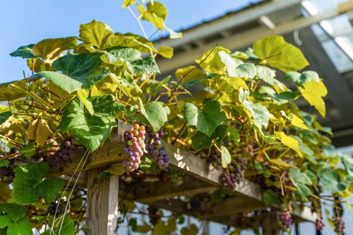 2317 Como Lake Avenue, Coquitlam, BC 