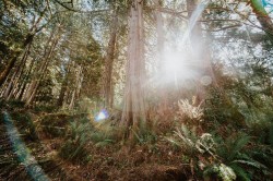 5735 Naylor Road Sechelt, BC V7Z 0C7