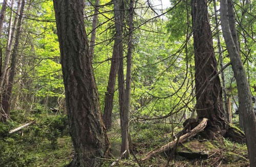 242 Mariners Way, Mayne Island, BC 