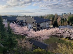 201-3082 Dayanee Springs Boulevard  Coquitlam, BC V3E 0A3