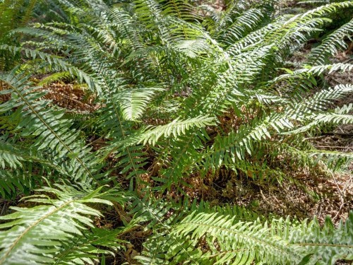 Lot 5 Gower Point Road, Gibsons, BC 