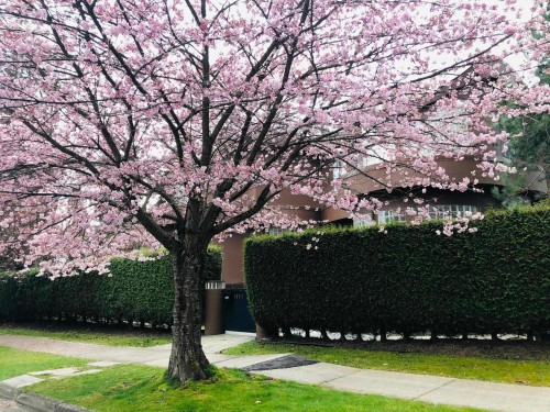 Wallace Street, Vancouver, BC 