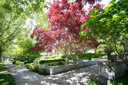 225-5777 Birney Avenue  Vancouver, BC V6S 0A4