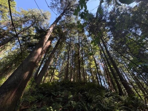 14202 Marc Road, Maple Ridge, BC - Outdoor With View