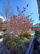 203-1330 Harwood Street  Vancouver, BC V6E 1S8