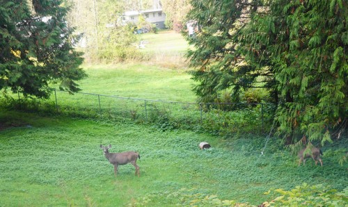 25855 112 Avenue, Maple Ridge, BC 