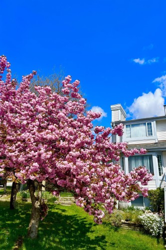 2939 Cliffrose Crescent, Coquitlam, BC - Outdoor