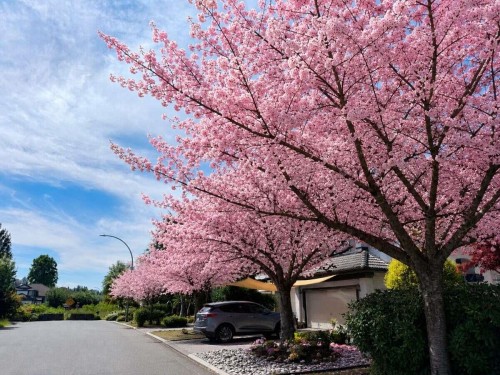 1371 Po Avenue, Port Coquitlam, BC - Outdoor