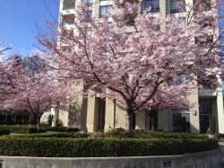 307-4333 Central Boulevard Burnaby, BC V5H 4W8