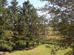 View of grassy yard - 